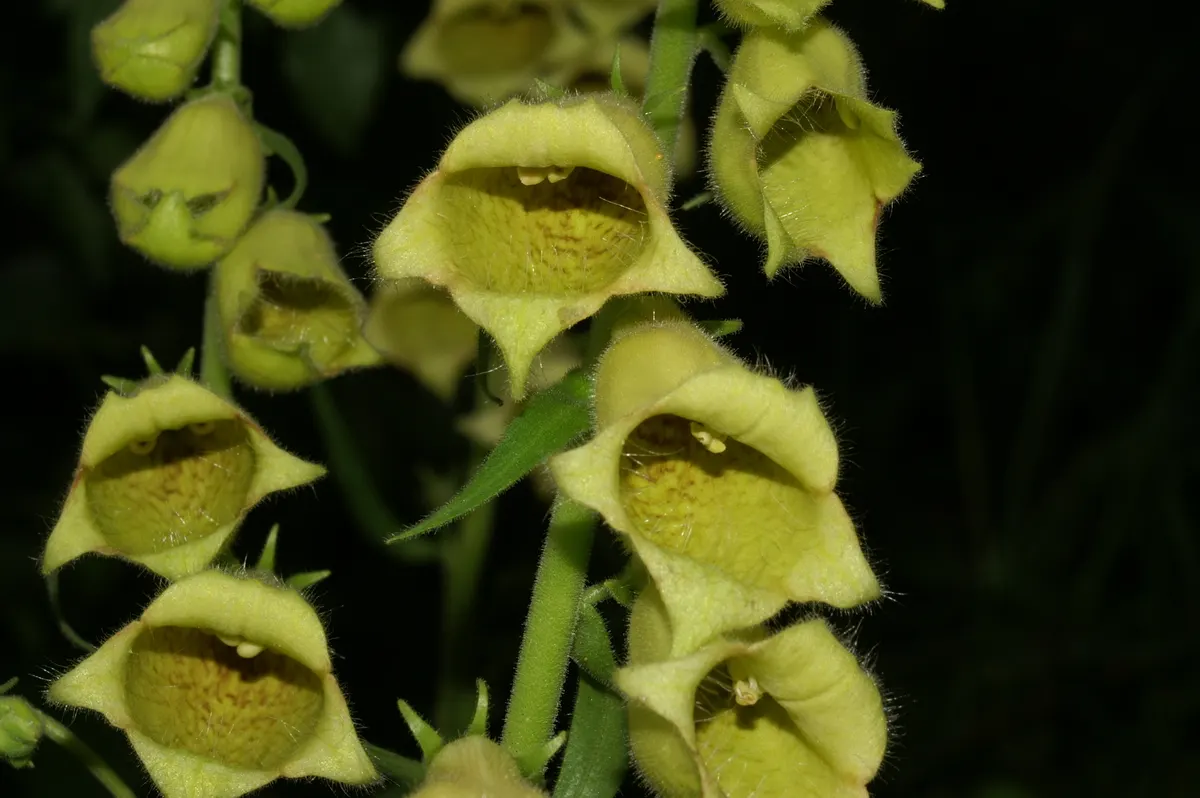 Yellow Foxglove (Digitalis Grandiflora) — Reaching an average height of 18 to 30 inches; consider its height for background placement or as a mid-border