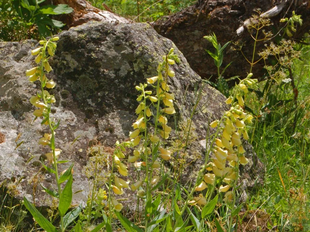 Yellow Foxglove (Digitalis Grandiflora) — is a captivating perennial that brings a touch of elegance and vertical interest to any landscape design