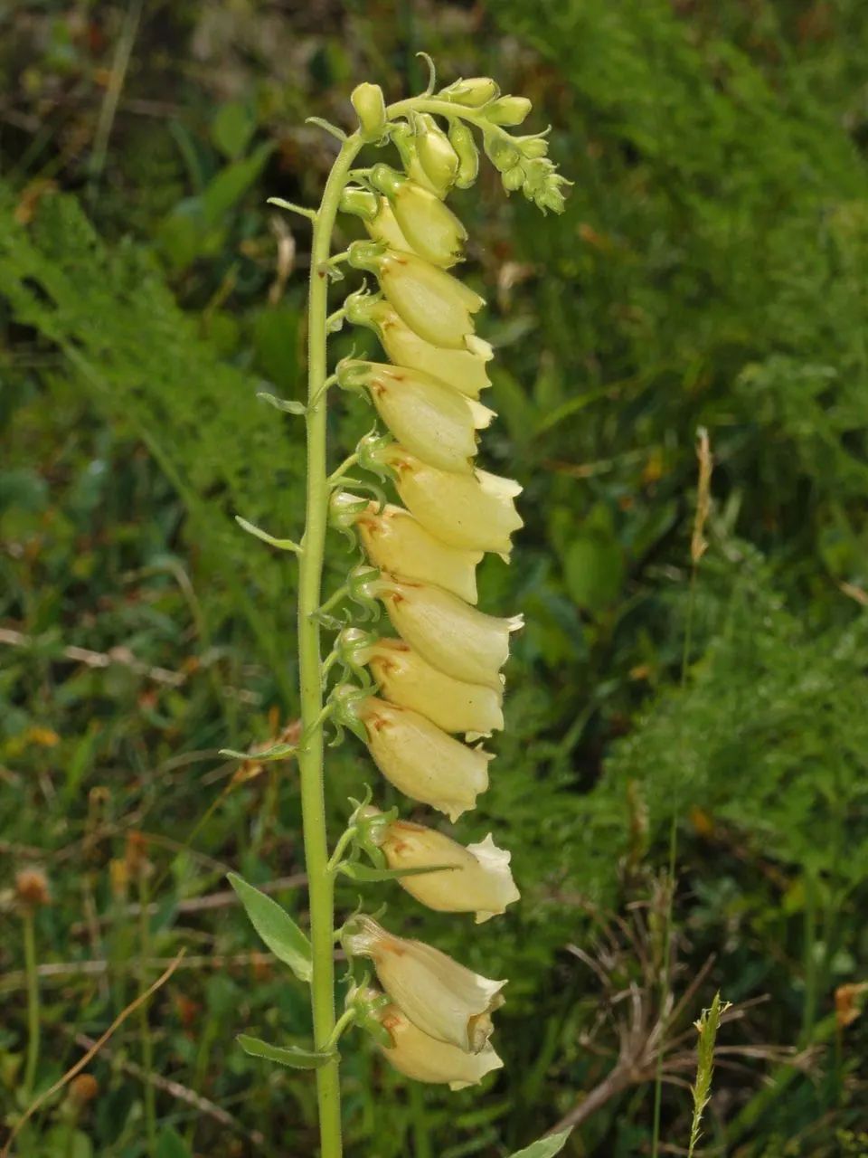Yellow Foxglove (Digitalis Grandiflora) — indicating robust cold hardiness; multi-colored and yellow flowers in the garden