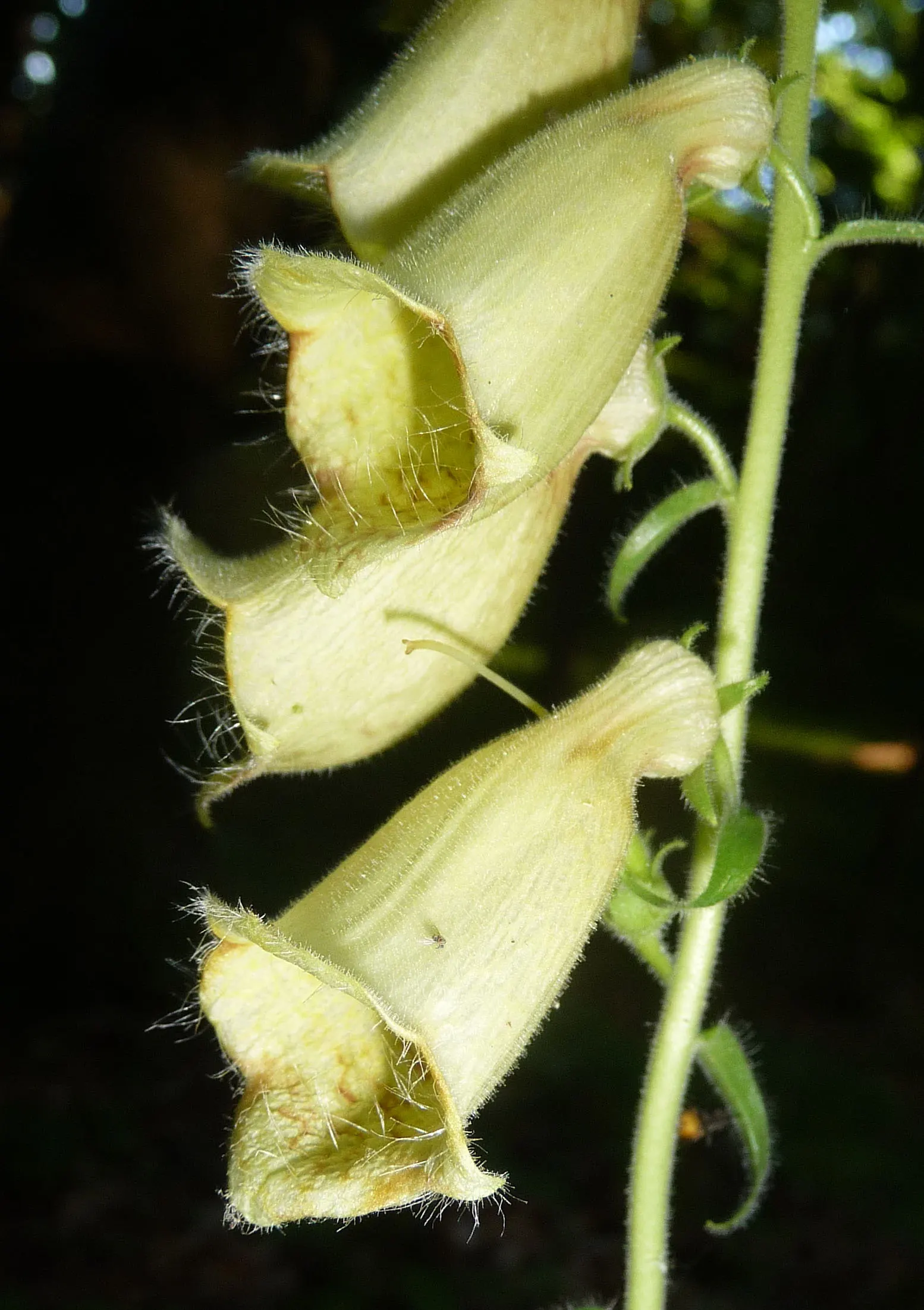 Yellow Foxglove (Digitalis Grandiflora) — It prefers well-drained soil and can tolerate a range of sunlight conditions from full sun to partial shade
