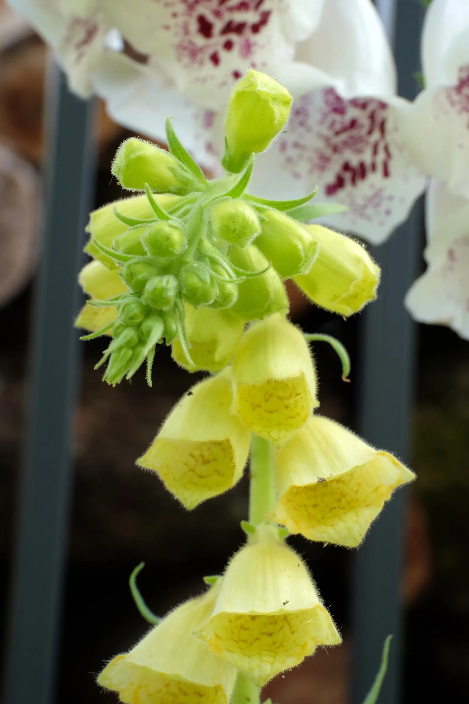 Yellow Foxglove (Digitalis Grandiflora) — the Yellow Foxglove flowers from late spring into early summer; its deer-resistant property is an added bonus