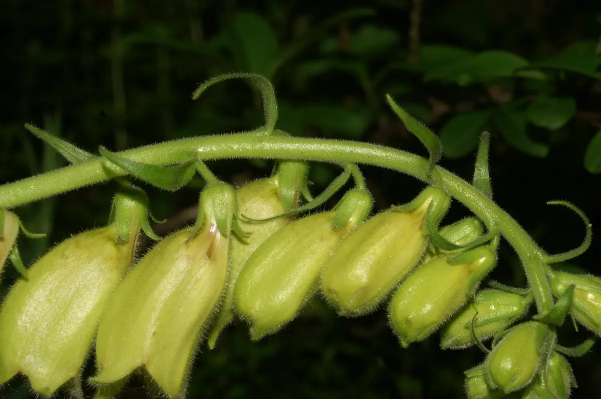 Yellow Foxglove (Digitalis Grandiflora) — is a perennial boasting 2-3 ft tall spikes adorned with tubular