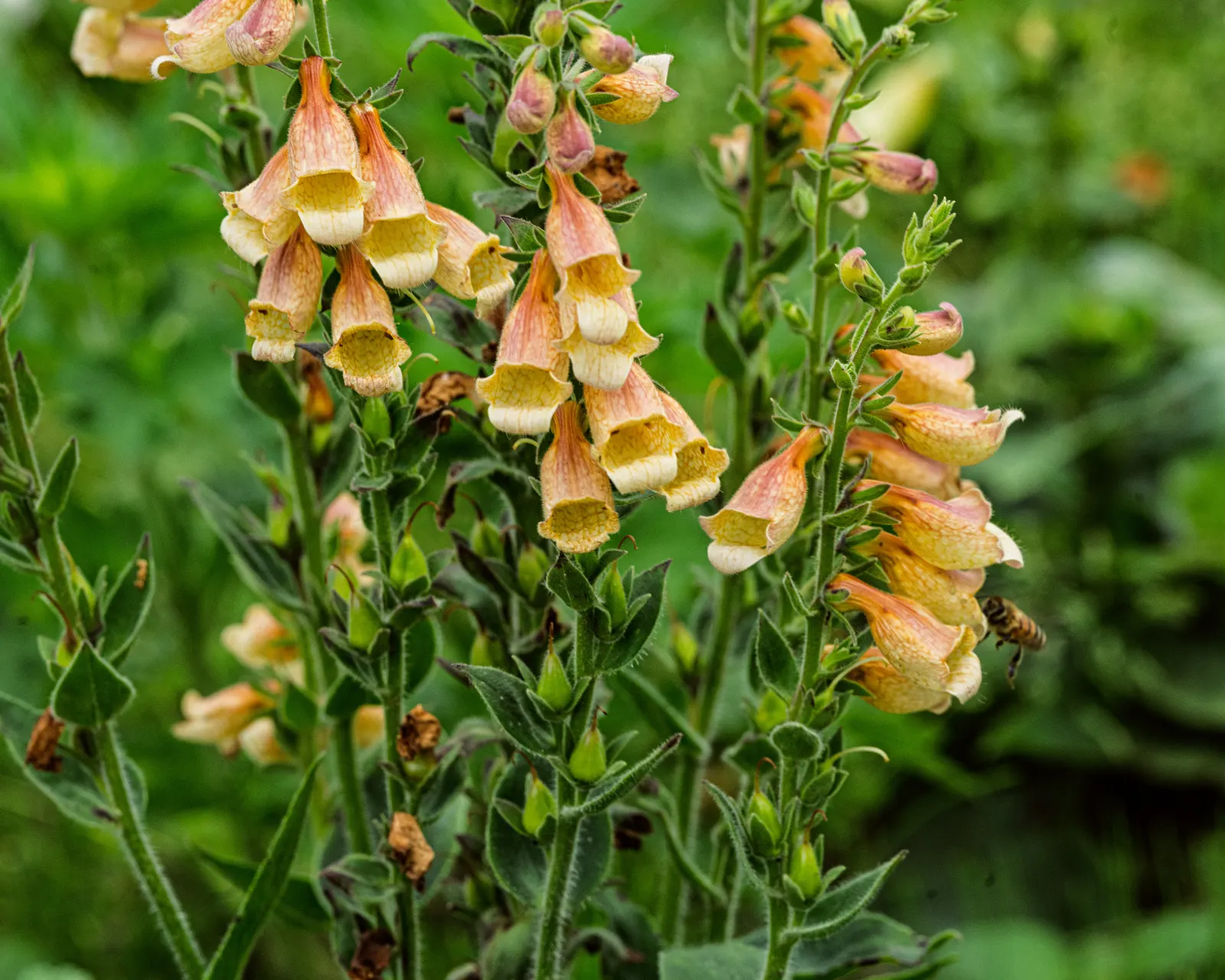 Yellow Foxglove (Digitalis Grandiflora) — Adds vertical interest and attracts pollinators while resisting most pests and diseases