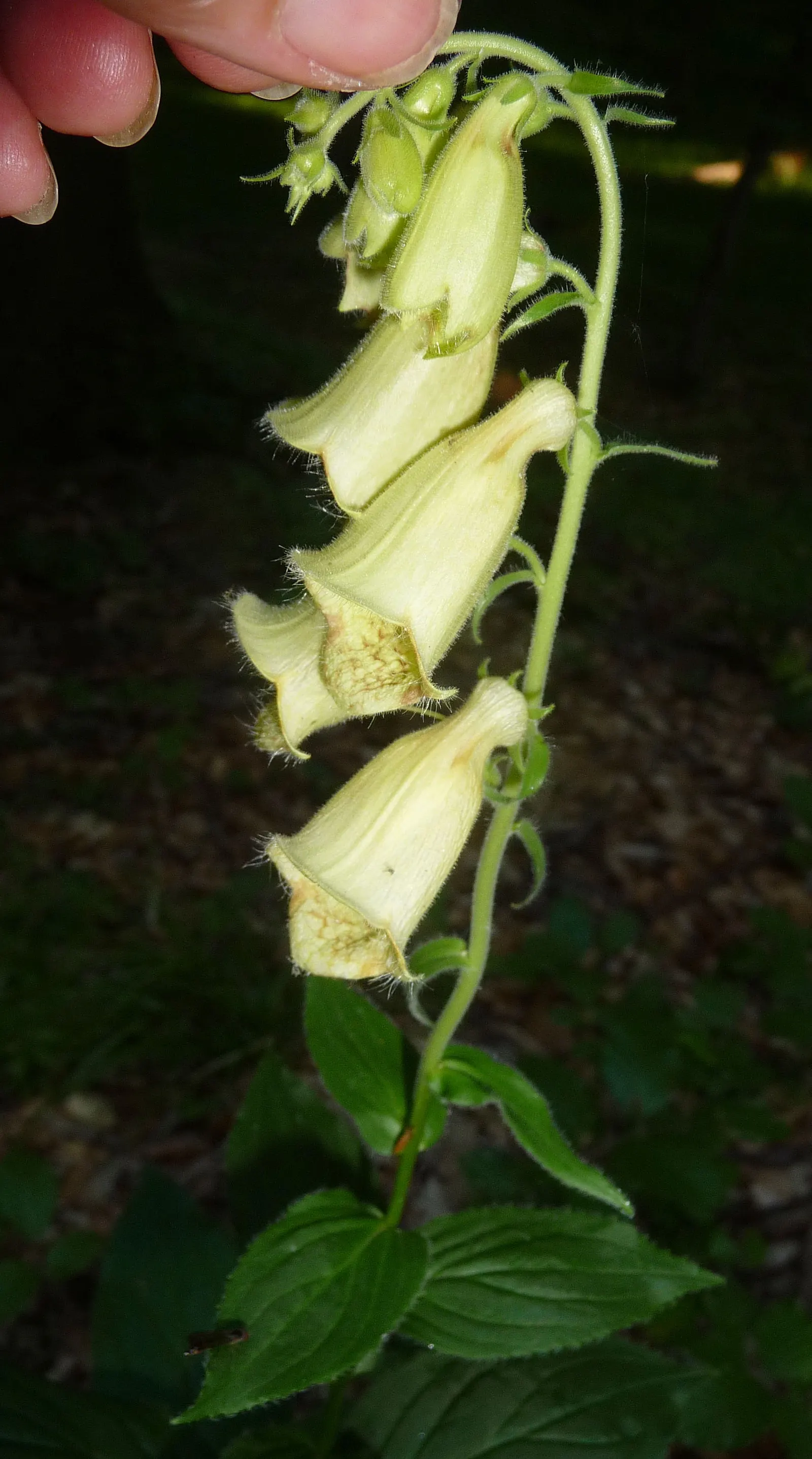 Yellow Foxglove (Digitalis Grandiflora) — who are attracted to these trumpet-like flowers.<br><br>A truly versatile plant