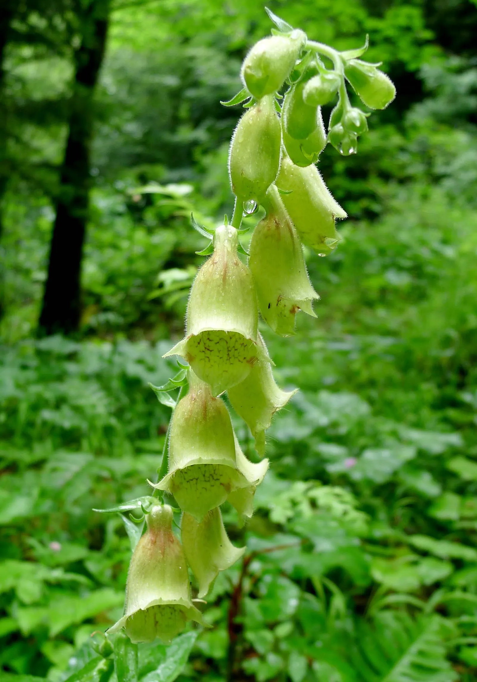 Yellow Foxglove (Digitalis Grandiflora) — but some may prefer to leave the seed pods to promote self-seeding