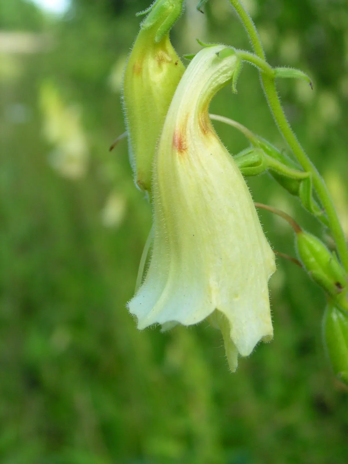 Yellow Foxglove (Digitalis Grandiflora) — who are attracted to these trumpet-like flowers.<br><br>A truly versatile plant, image 83