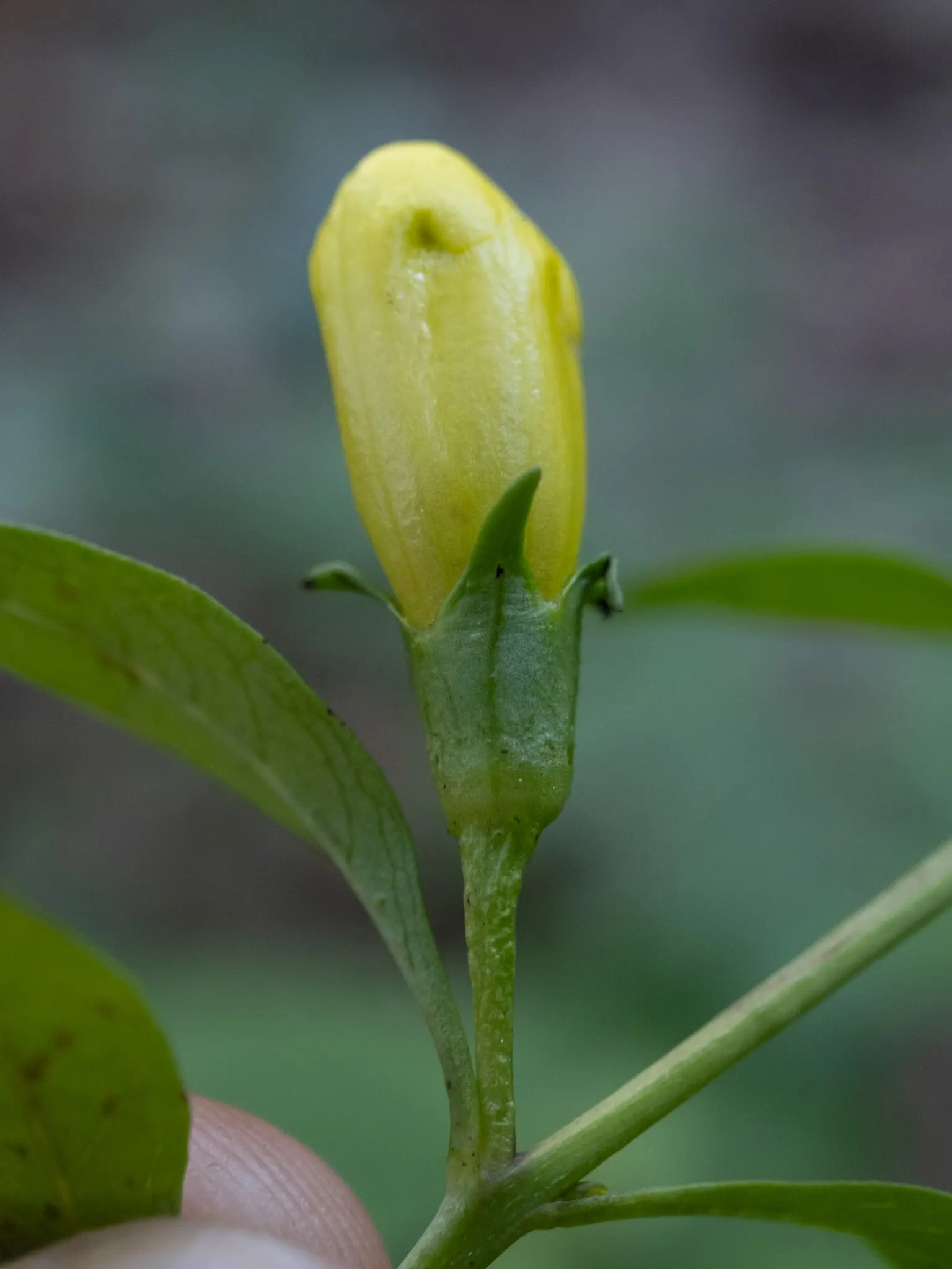 Yellow Foxglove (Digitalis Grandiflora) — with a spread of about 12 to 18 inches; commonly known as Yellow Foxglove, image 76