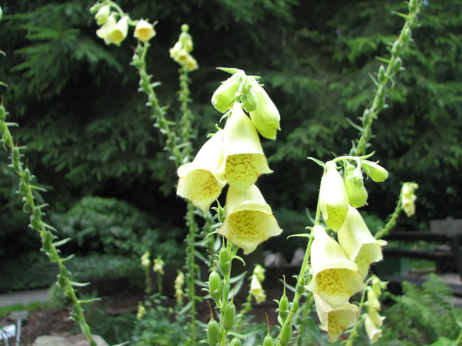 Yellow Foxglove (Digitalis Grandiflora) — making it a suitable choice for rural and suburban gardens frequented by wildlife; reaching an average height of 18