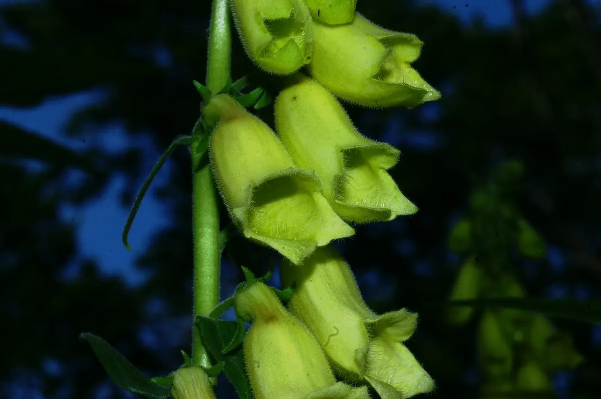 Yellow Foxglove (Digitalis Grandiflora) — commonly known as Yellow Foxglove; zones 4-8 suit this plant, thriving in part shade and well-drained soil