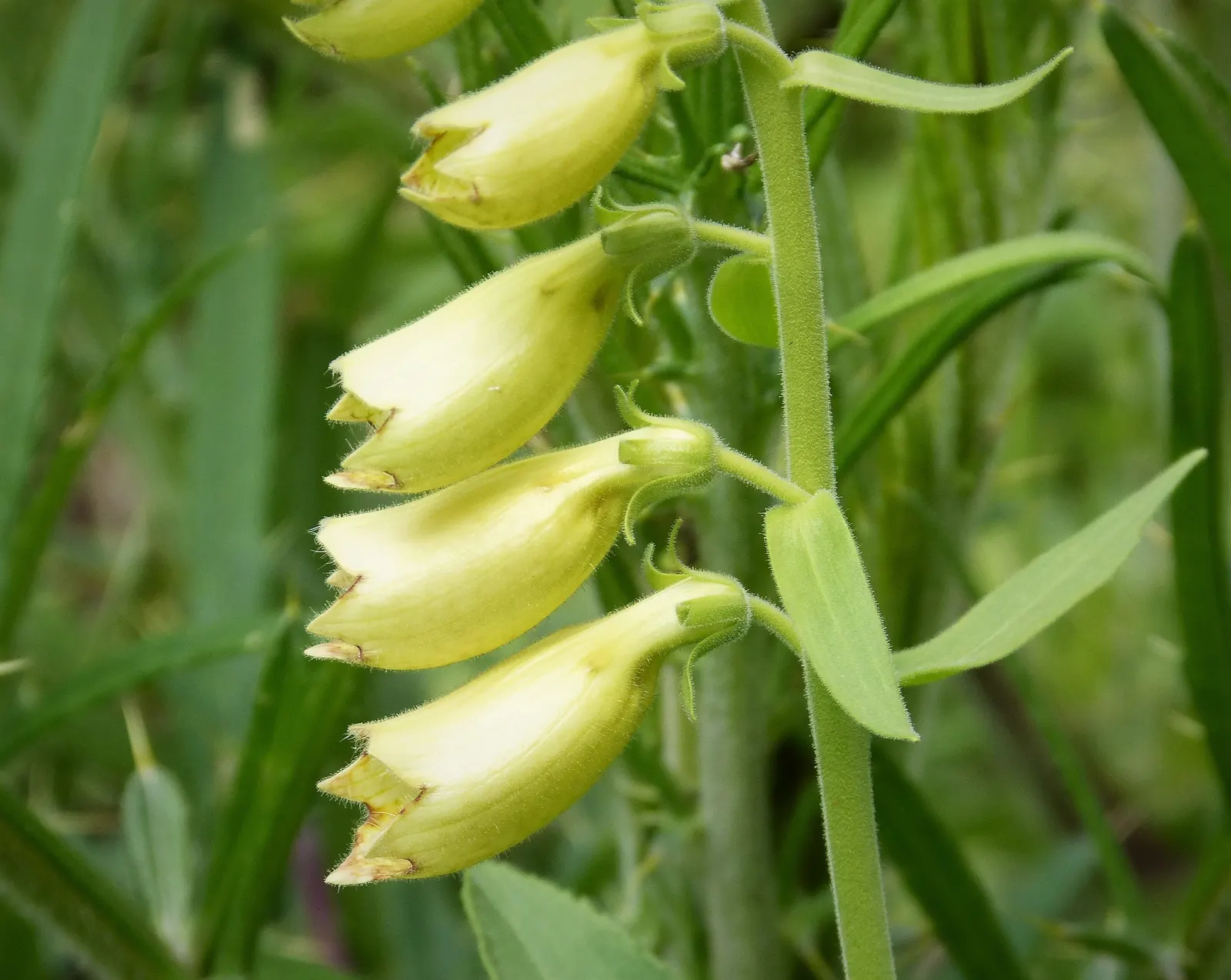 Yellow Foxglove (Digitalis Grandiflora) — Its deer-resistant property is an added bonus