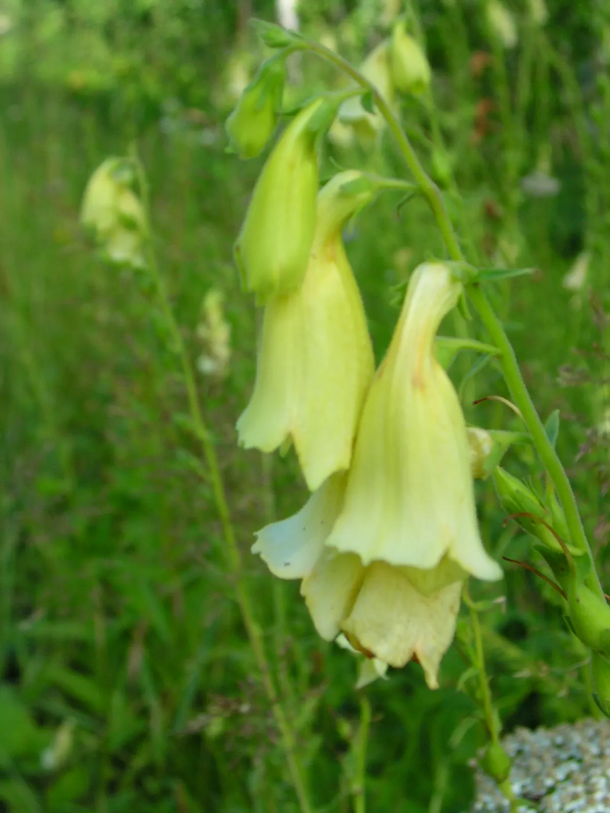 Yellow Foxglove (Digitalis Grandiflora) — Deadheading spent flowers can encourage a tidier appearance; adds vertical interest and attracts, image 91