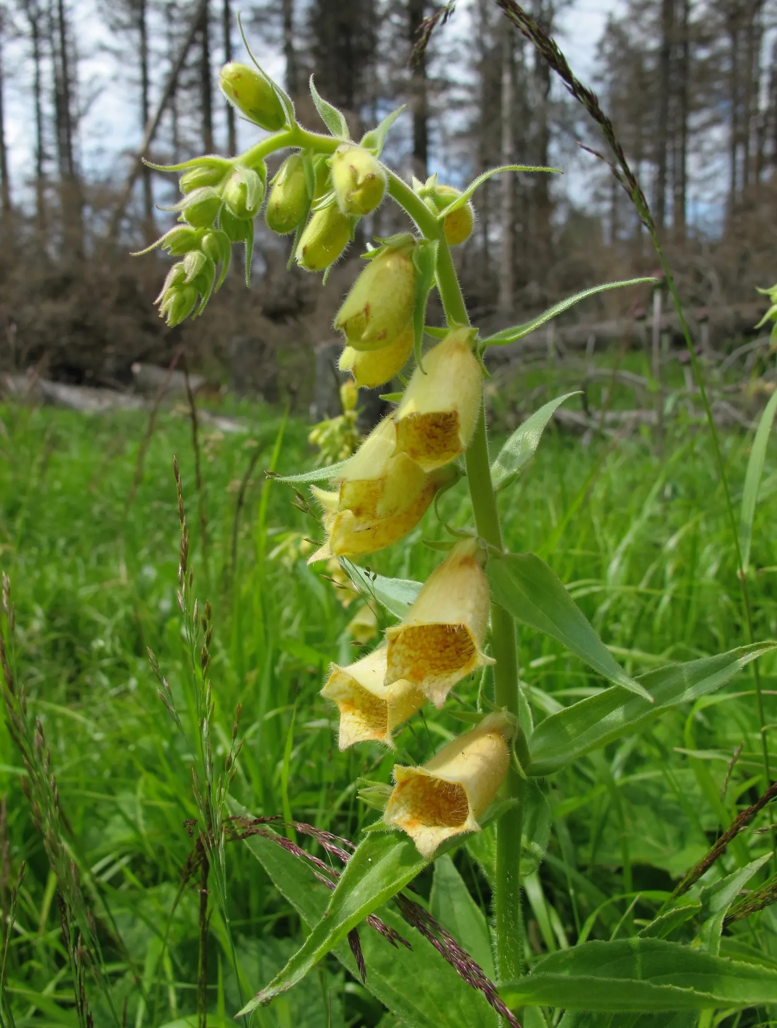 Yellow Foxglove (Digitalis Grandiflora) — which showcase subtle interior spotting