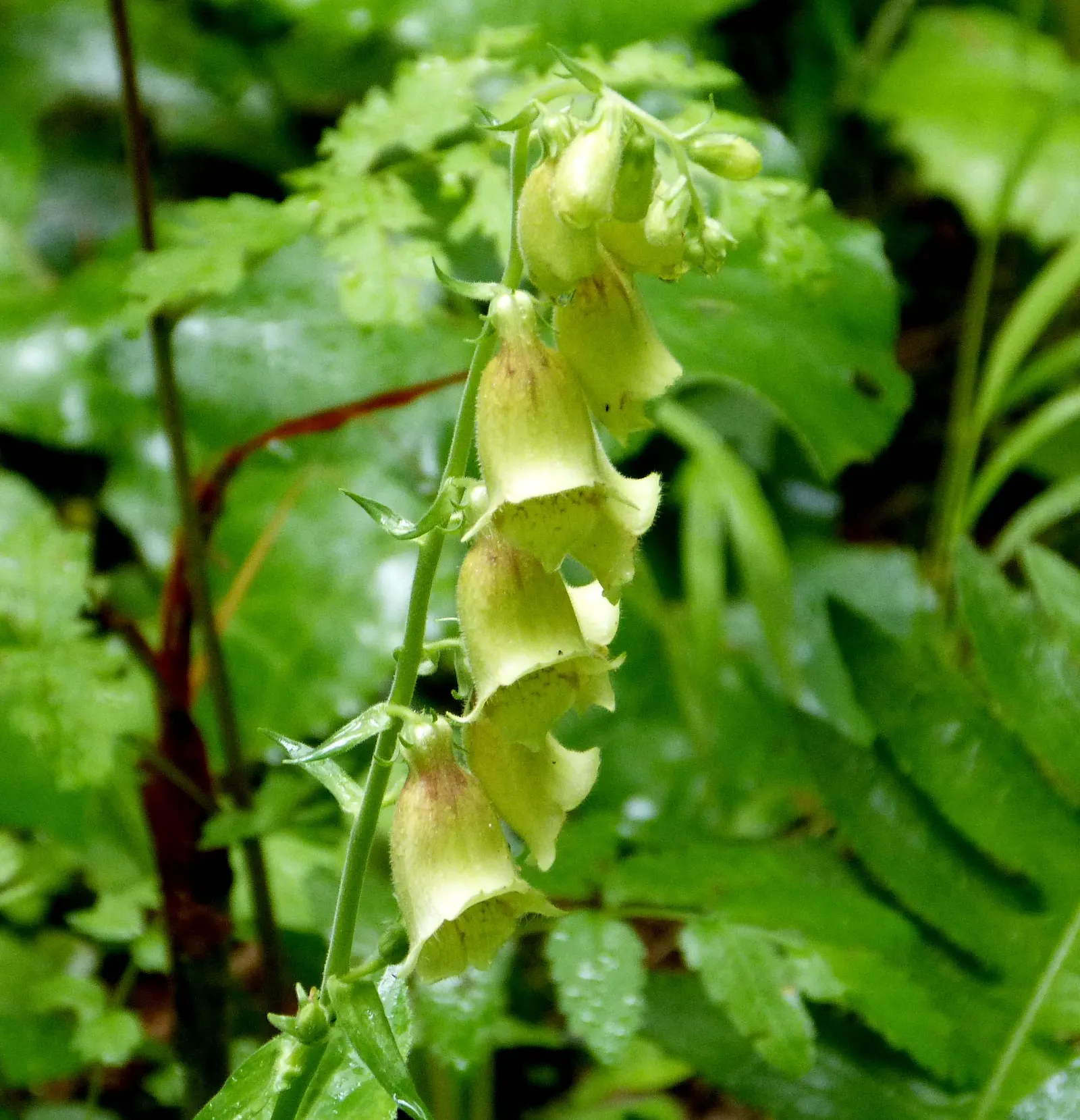 Yellow Foxglove (Digitalis Grandiflora) — Blooms appear in early summer, offering a humble elegance to the mid-border; digitalis grandiflora, image 69