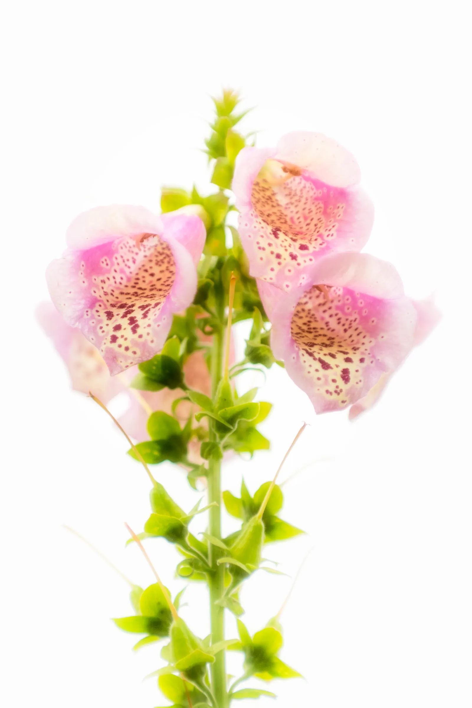 Yellow Foxglove (Digitalis Grandiflora) — Perfect for rustic or cottage gardens