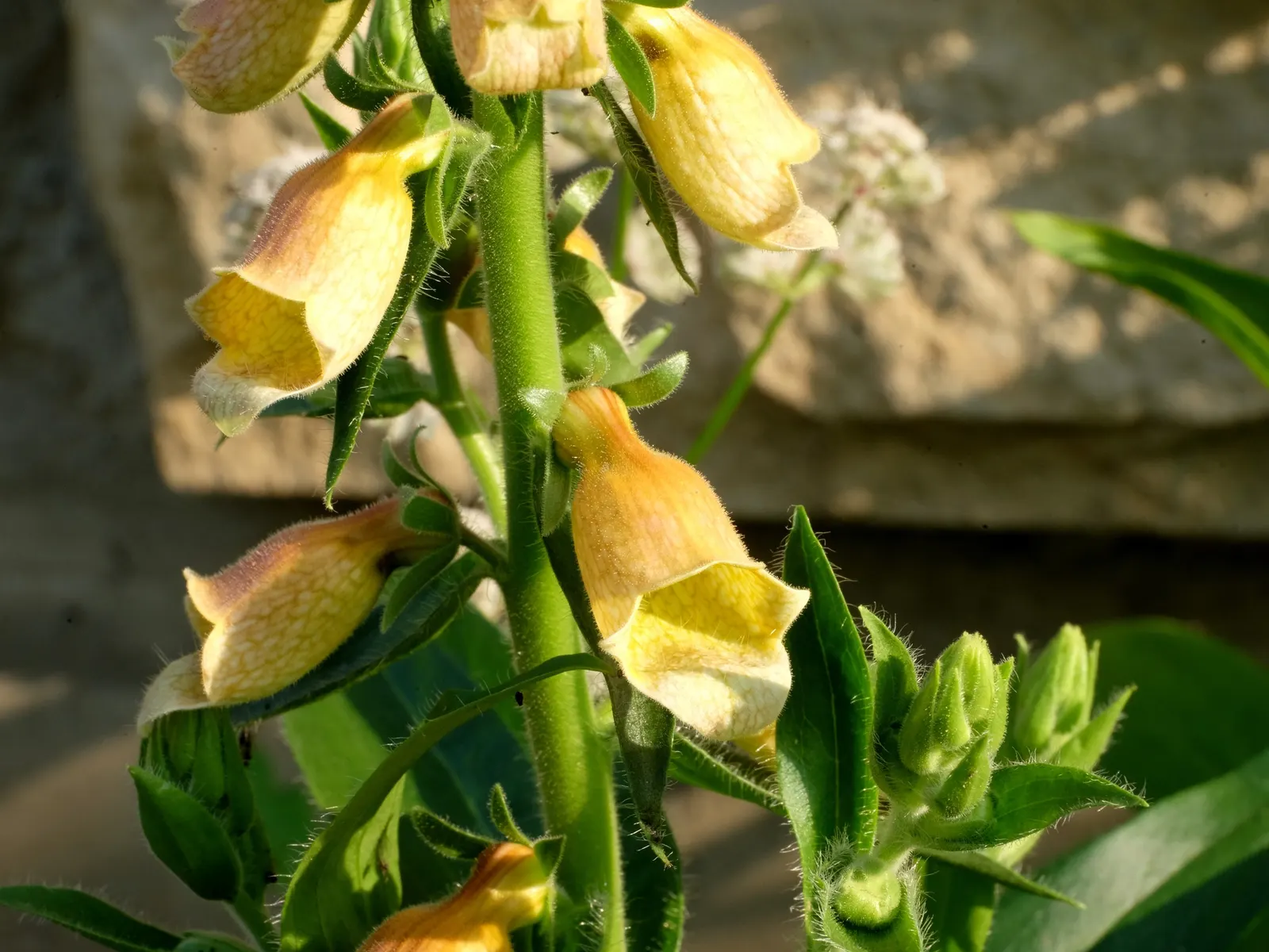 Yellow Foxglove (Digitalis Grandiflora) — Blooms appear in early summer, offering a humble elegance to the mid-border; digitalis grandiflora thrives in USDA