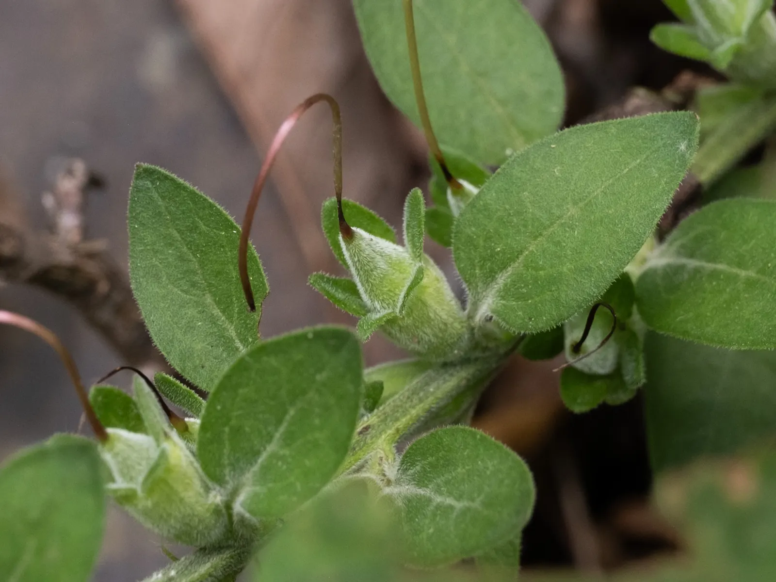 Yellow Foxglove (Digitalis Grandiflora) — It prefers well-drained soil and can tolerate a range of sunlight conditions from full sun to partial, image 86
