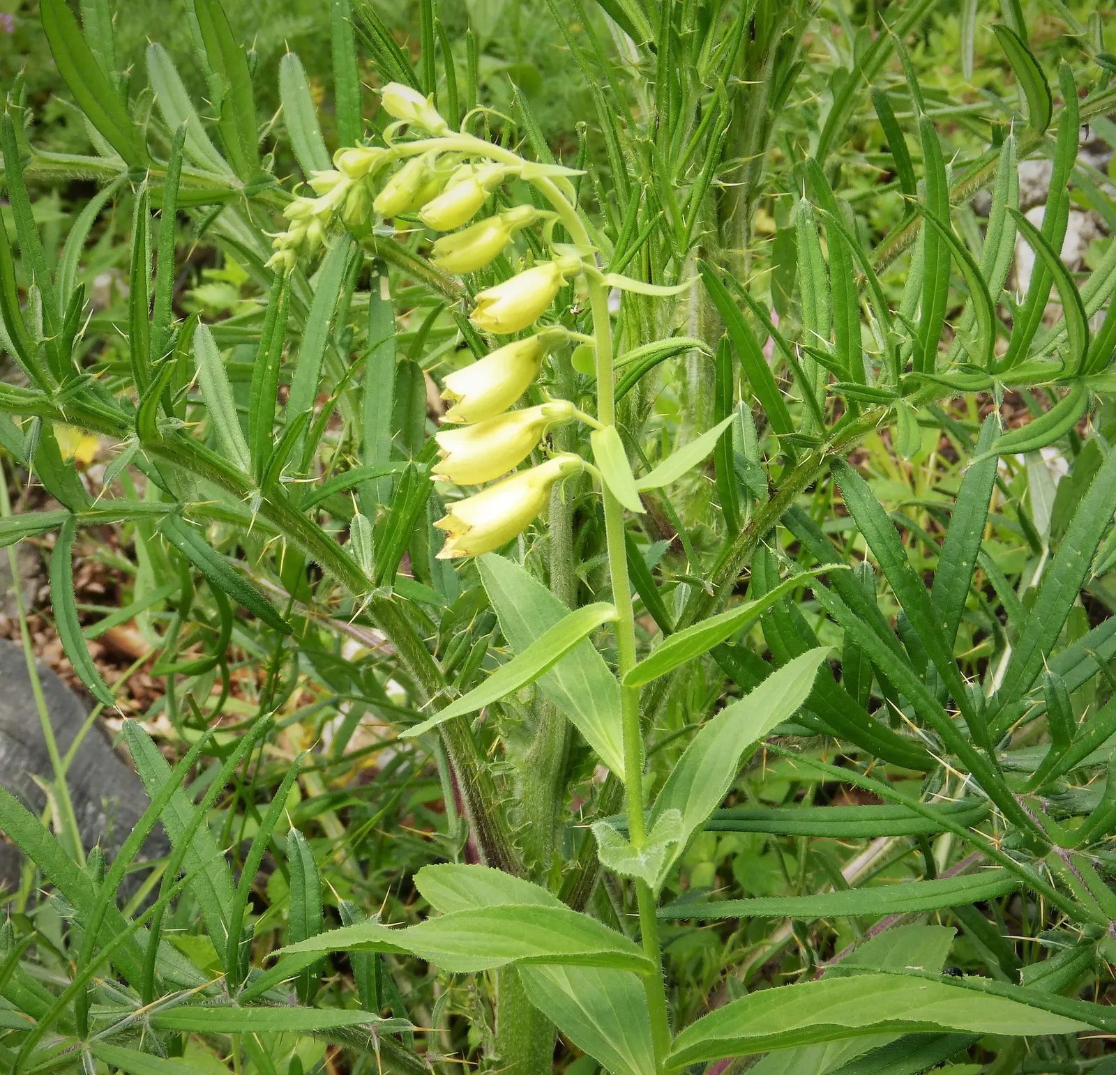 Yellow Foxglove (Digitalis Grandiflora) — Low maintenance; deer-resistant; perennial with multi-colored and yellow blooms