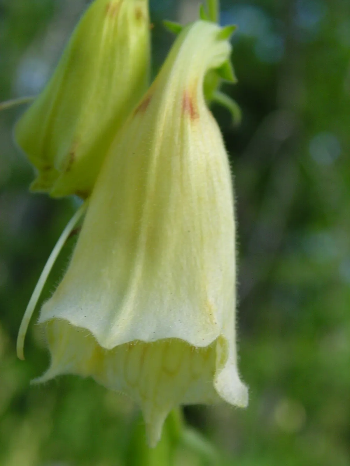 Yellow Foxglove (Digitalis Grandiflora) — which showcase subtle interior spotting; it appreciates some afternoon shade.<br><br>Care for this plant, image 79