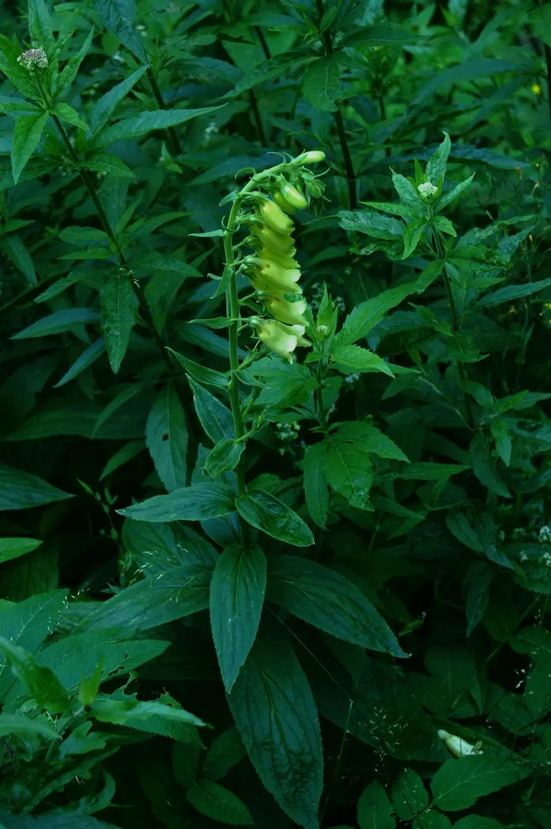 Yellow Foxglove (Digitalis Grandiflora) — although in hotter climates; perfect for adding structure to garden borders or floral, image 87