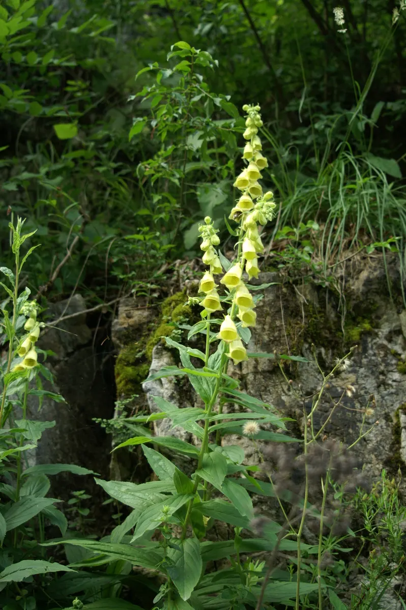 Yellow Foxglove (Digitalis Grandiflora) — indicating robust cold hardiness; multi-colored and yellow flowers in the garden, image 85