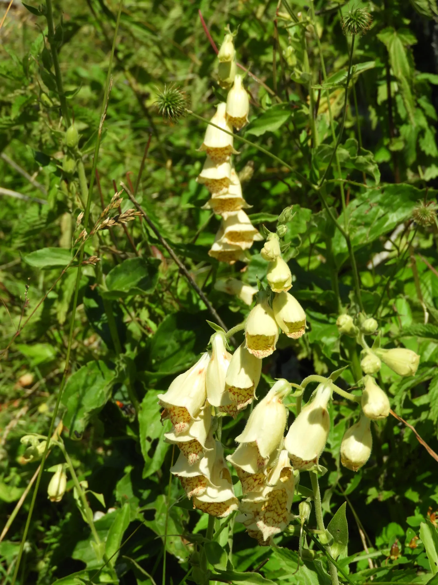 Yellow Foxglove (Digitalis Grandiflora) — multi-colored and yellow flowers in the garden