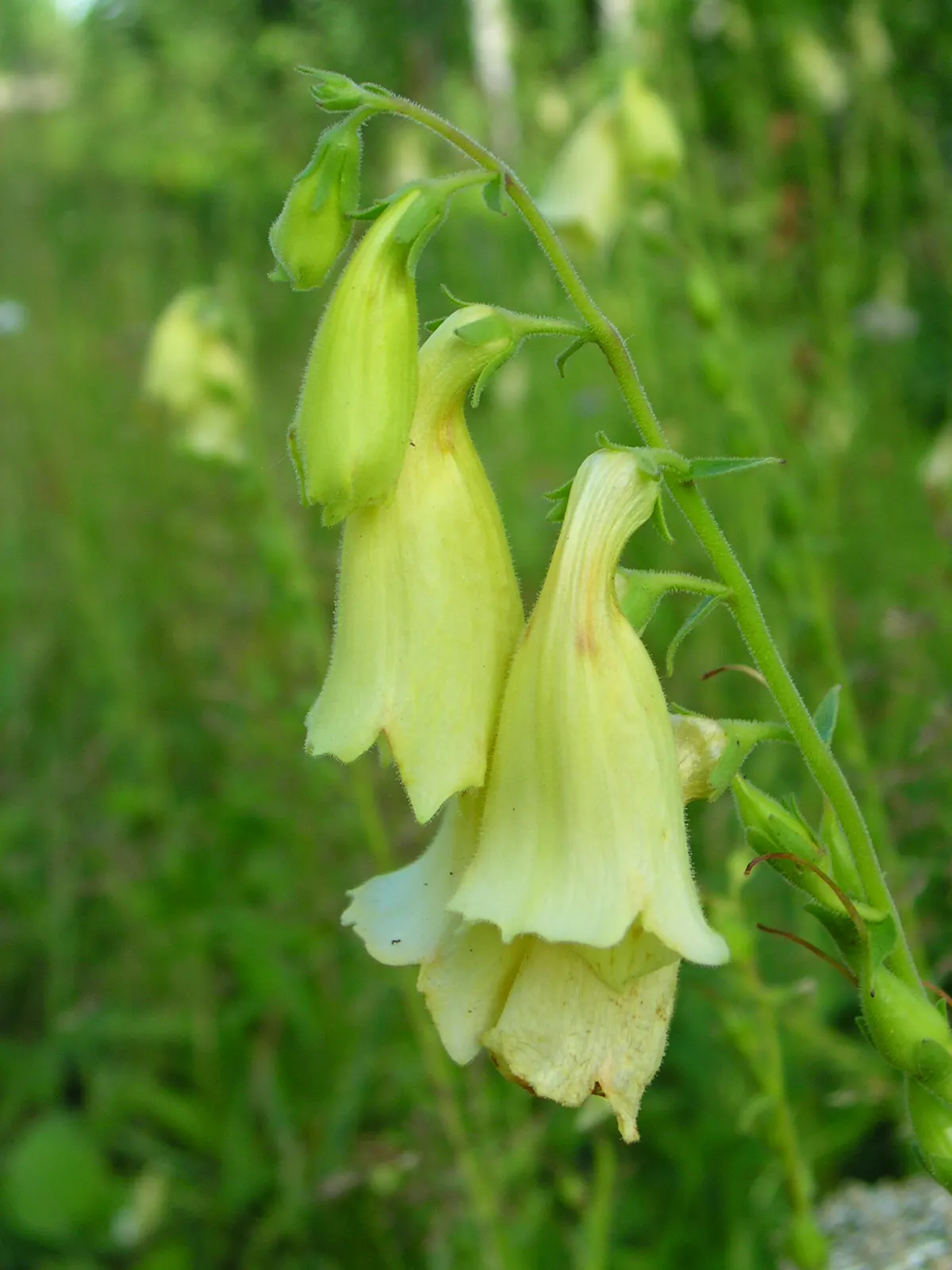 Yellow Foxglove (Digitalis Grandiflora) — Adds vertical interest and attracts pollinators while resisting most pests and diseases; which showcase, image 73