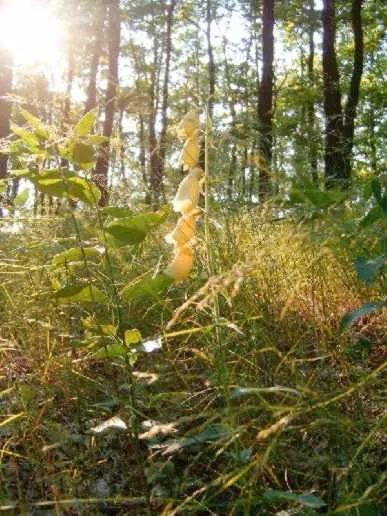 Yellow Foxglove (Digitalis Grandiflora) — Deadheading spent flowers can encourage a tidier appearance; adds vertical interest and attracts pollinators while