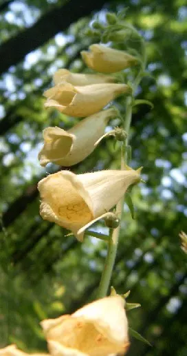 Yellow Foxglove (Digitalis Grandiflora) — Zones 4-8 suit this plant, thriving in part shade and well-drained soil; deadheading spent flowers can, image 70