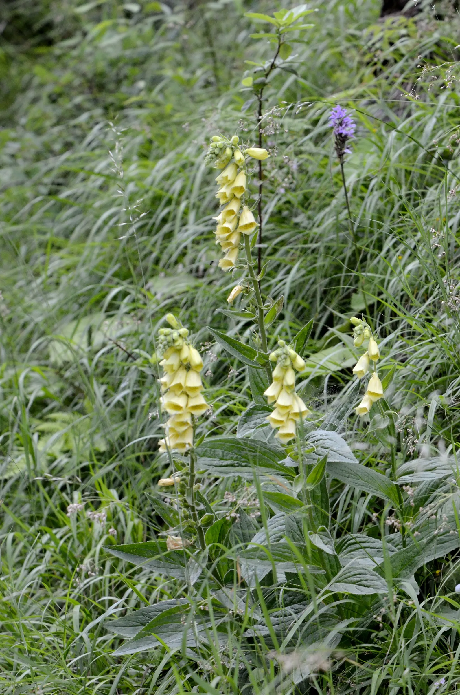 Yellow Foxglove (Digitalis Grandiflora) — It pairs splendidly with ferns, hostas, and other shade-loving perennials, image 61