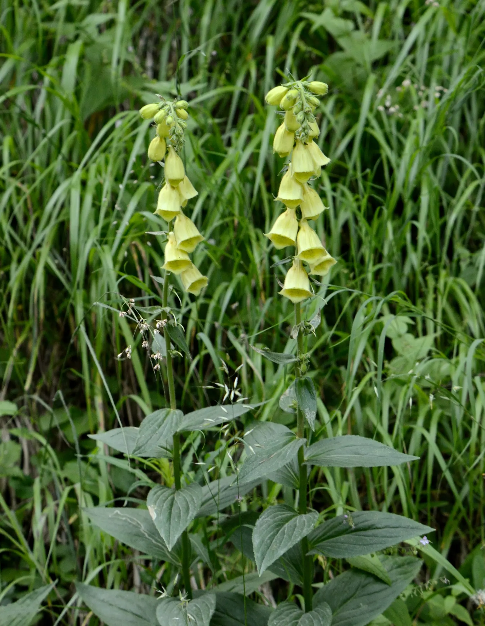 Yellow Foxglove (Digitalis Grandiflora) — Blooms appear in early summer, offering a humble elegance to the mid-border