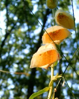Yellow Foxglove (Digitalis Grandiflora) — is a perennial boasting 2-3 ft tall spikes adorned with tubular; it presents an upright habit, image 68