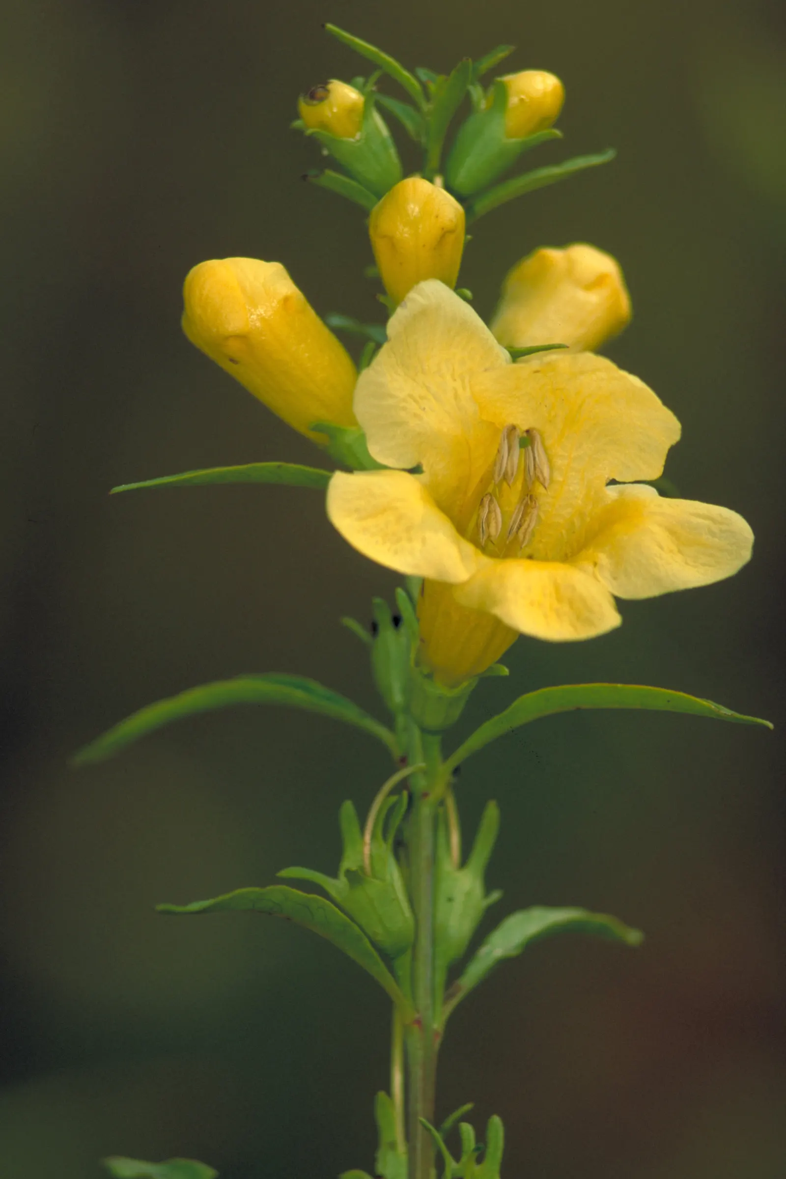 Yellow Foxglove (Digitalis Grandiflora) — Each blossom is strategically positioned around the sturdy spike; blooms appear in early summer, offering a humble