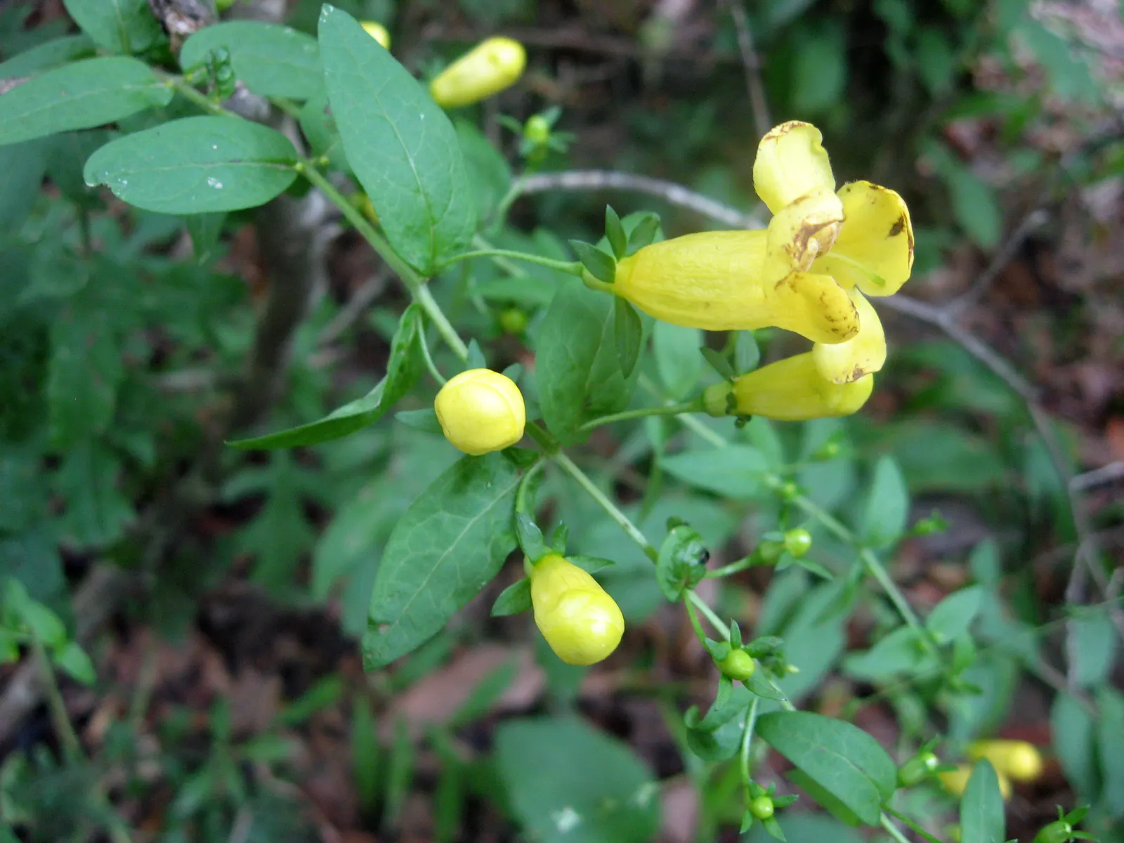 Yellow Foxglove (Digitalis Grandiflora) — consider its height for background placement or as a mid-border standout among lower-growing companions; although in
