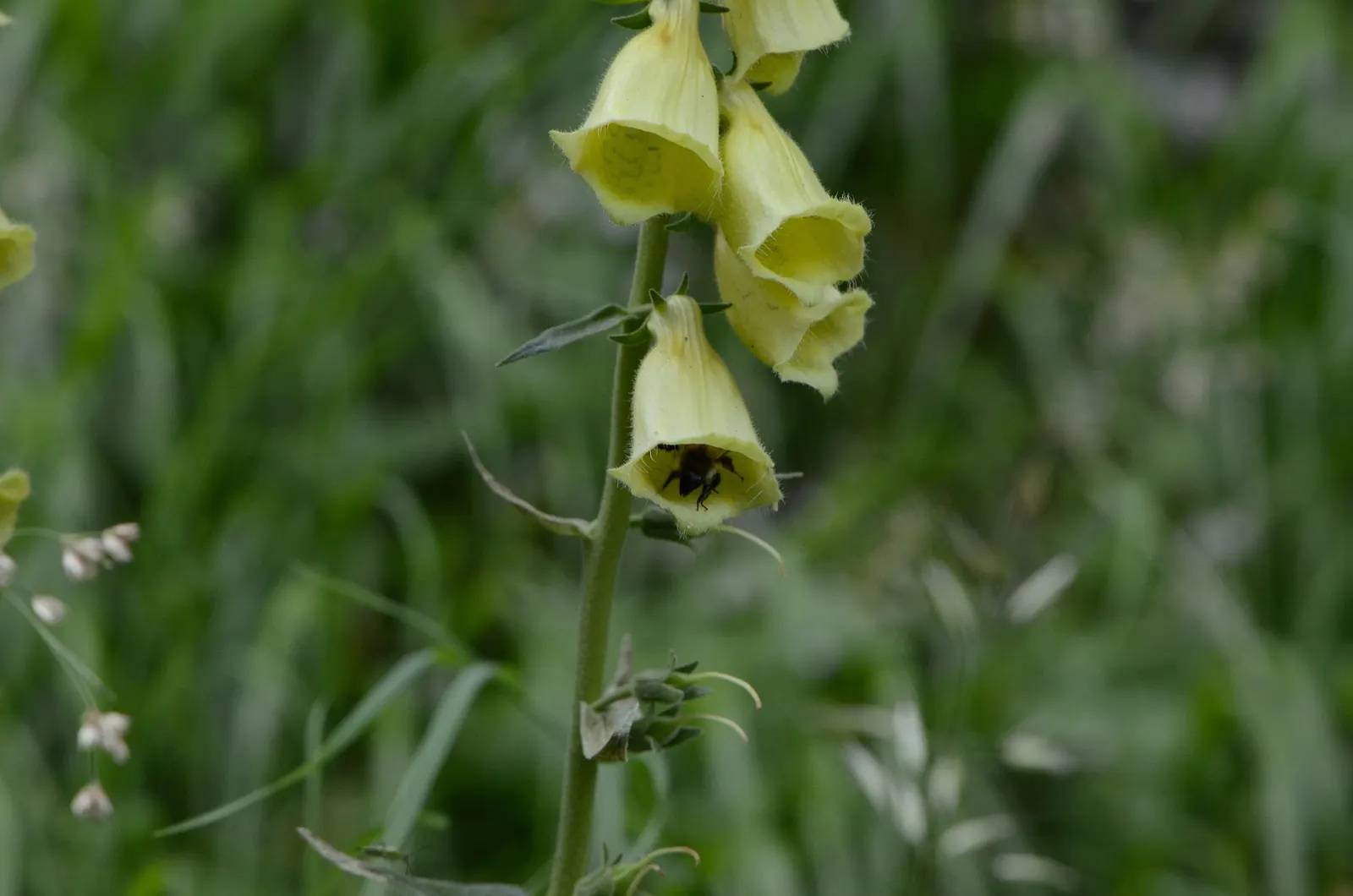 Yellow Foxglove (Digitalis Grandiflora) — Zones 4-8 suit this plant, thriving in part shade and well-drained soil; deadheading spent flowers can encourage a