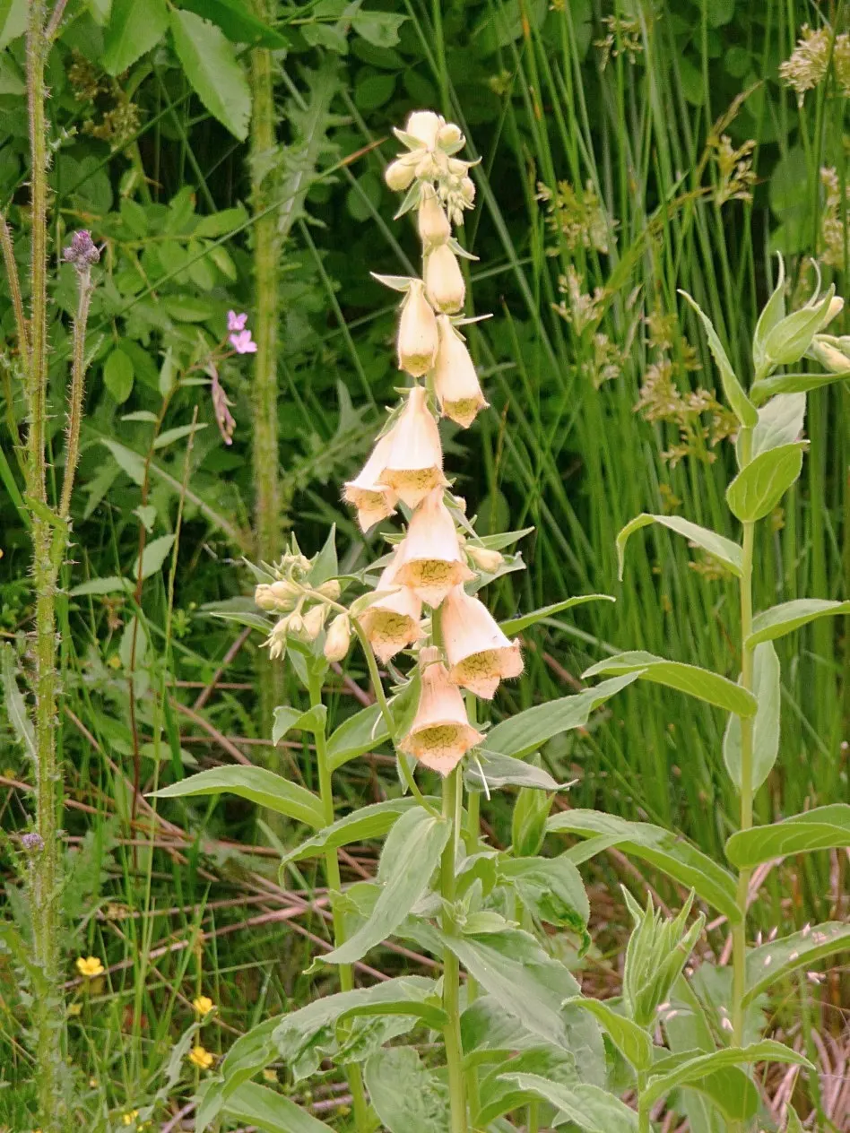 Yellow Foxglove (Digitalis Grandiflora) — the Yellow Foxglove flowers from late spring into early summer; its deer-resistant property is an added, image 80