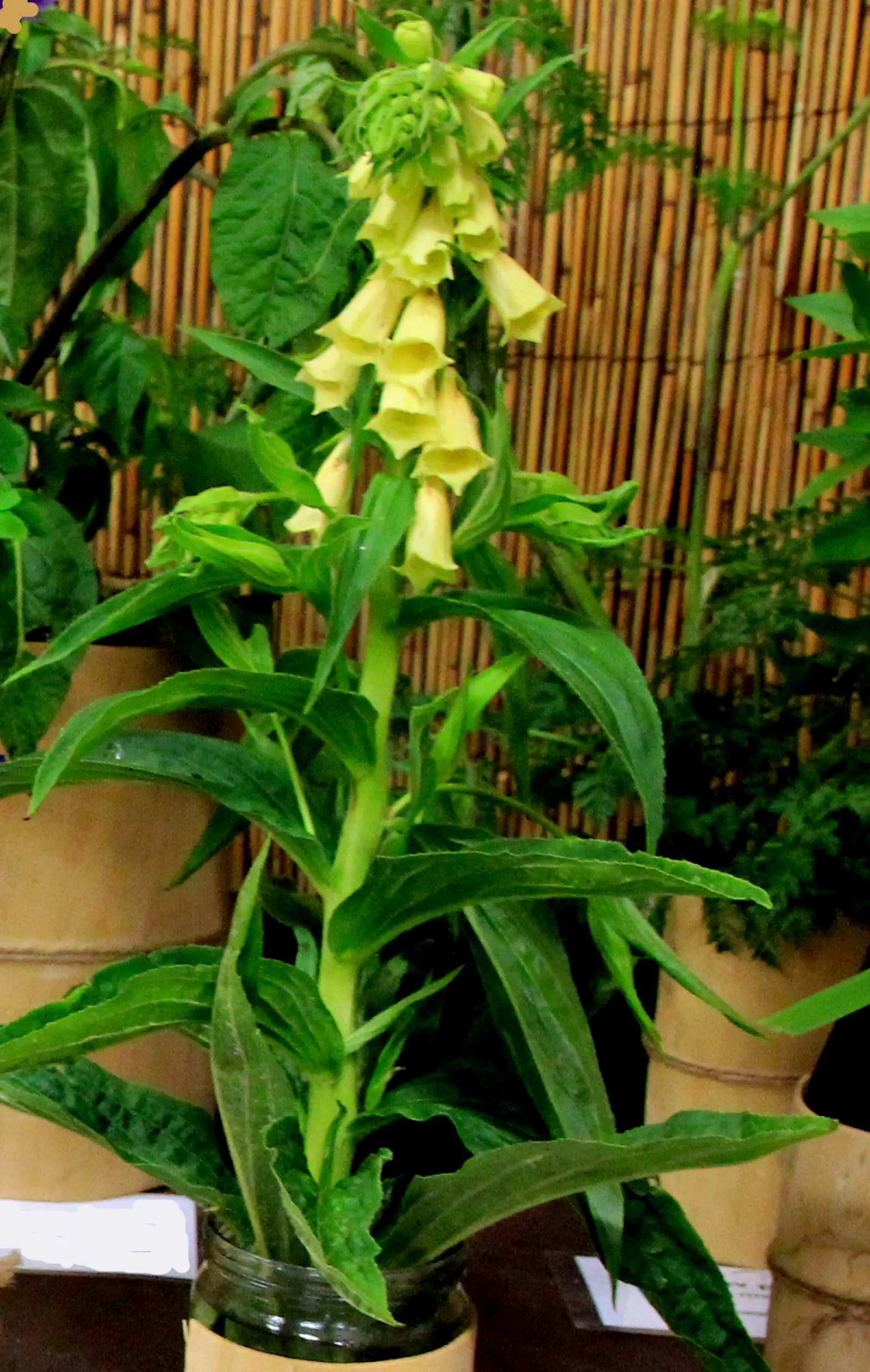 Yellow Foxglove (Digitalis Grandiflora) — consider its height for background placement or as a mid-border standout among lower-growing companions