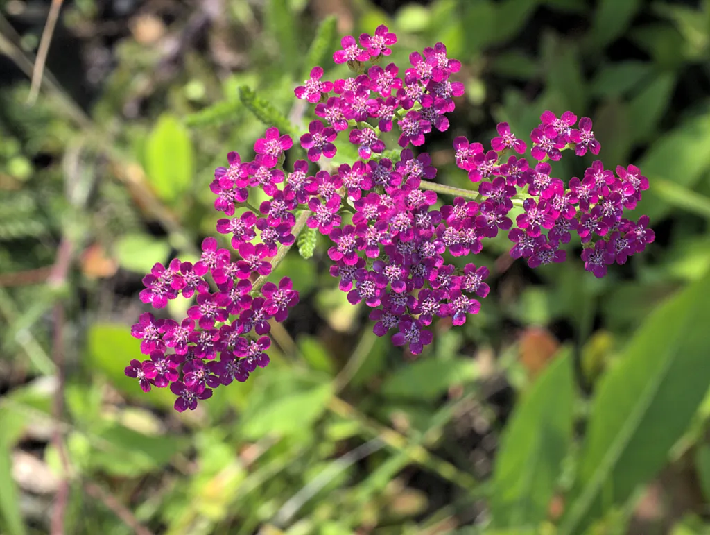 Island Pink Yarrow (Achillea Millefolium 'Island Pink') — drought-tolerant perennial