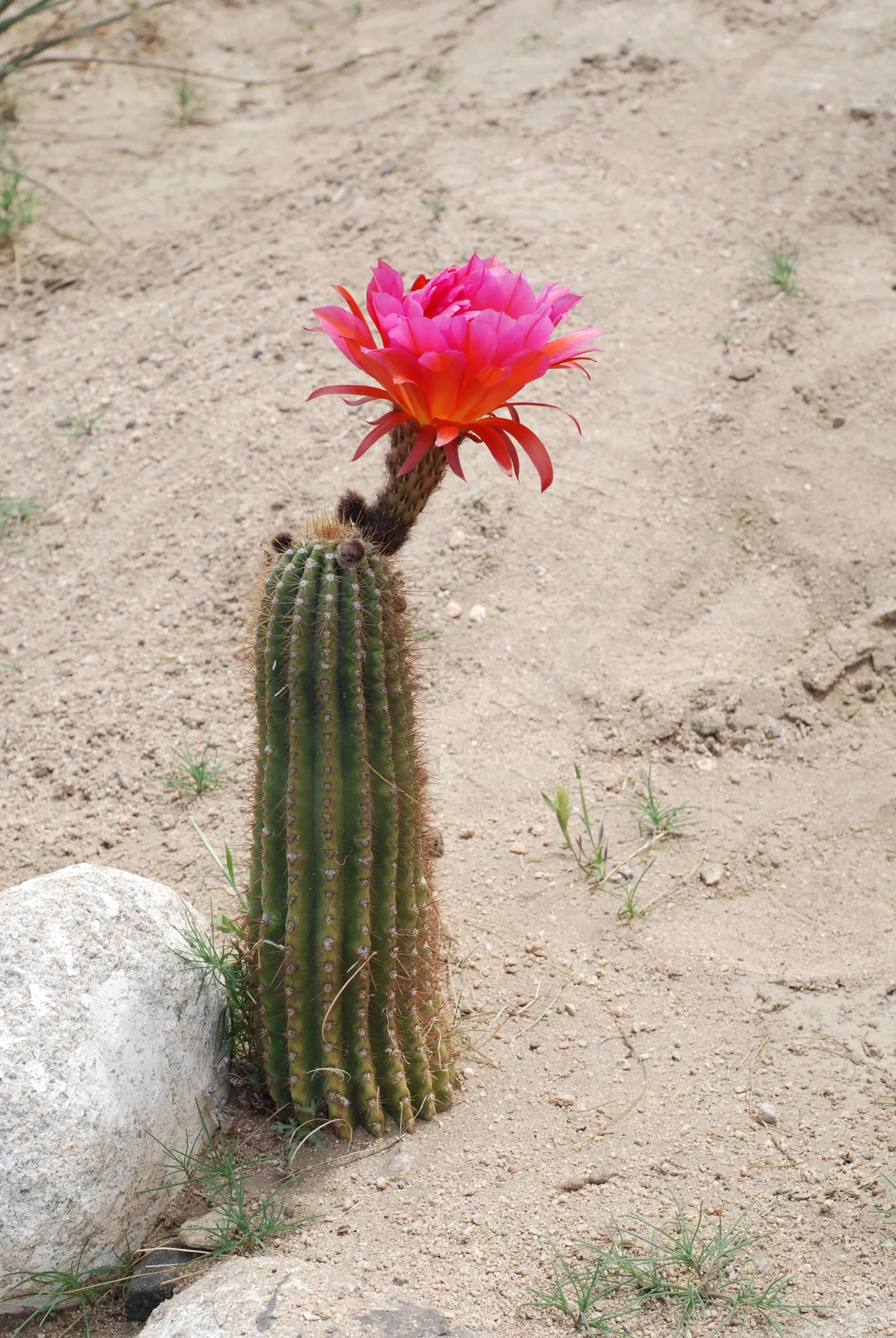 Easter Lily Cactus (Echinopsis Hybrid) — ideal for adding a touch of the exotic to any landscape; bringing a yearly spectacle of floral beauty to, image 92