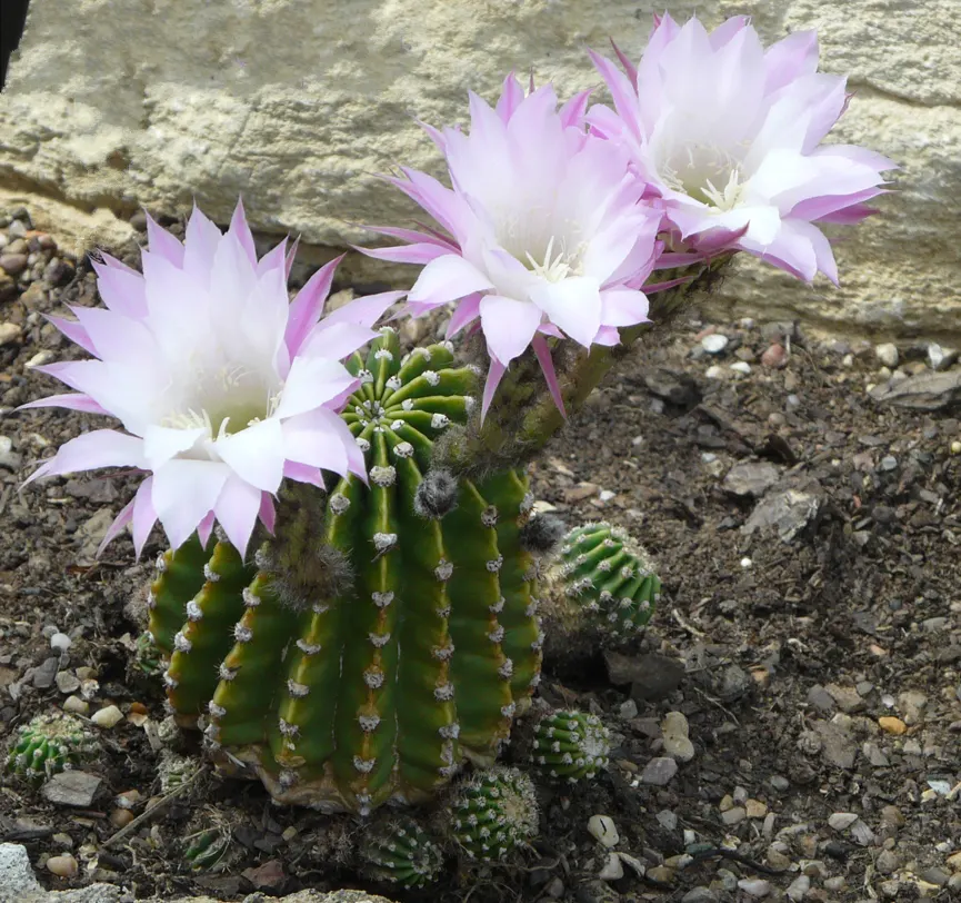 Easter Lily Cactus (Echinopsis Hybrid) — depending on the specific hybrid.<br><br>Reaching a mature size of 6 to 12 inches in height; they require, image 69