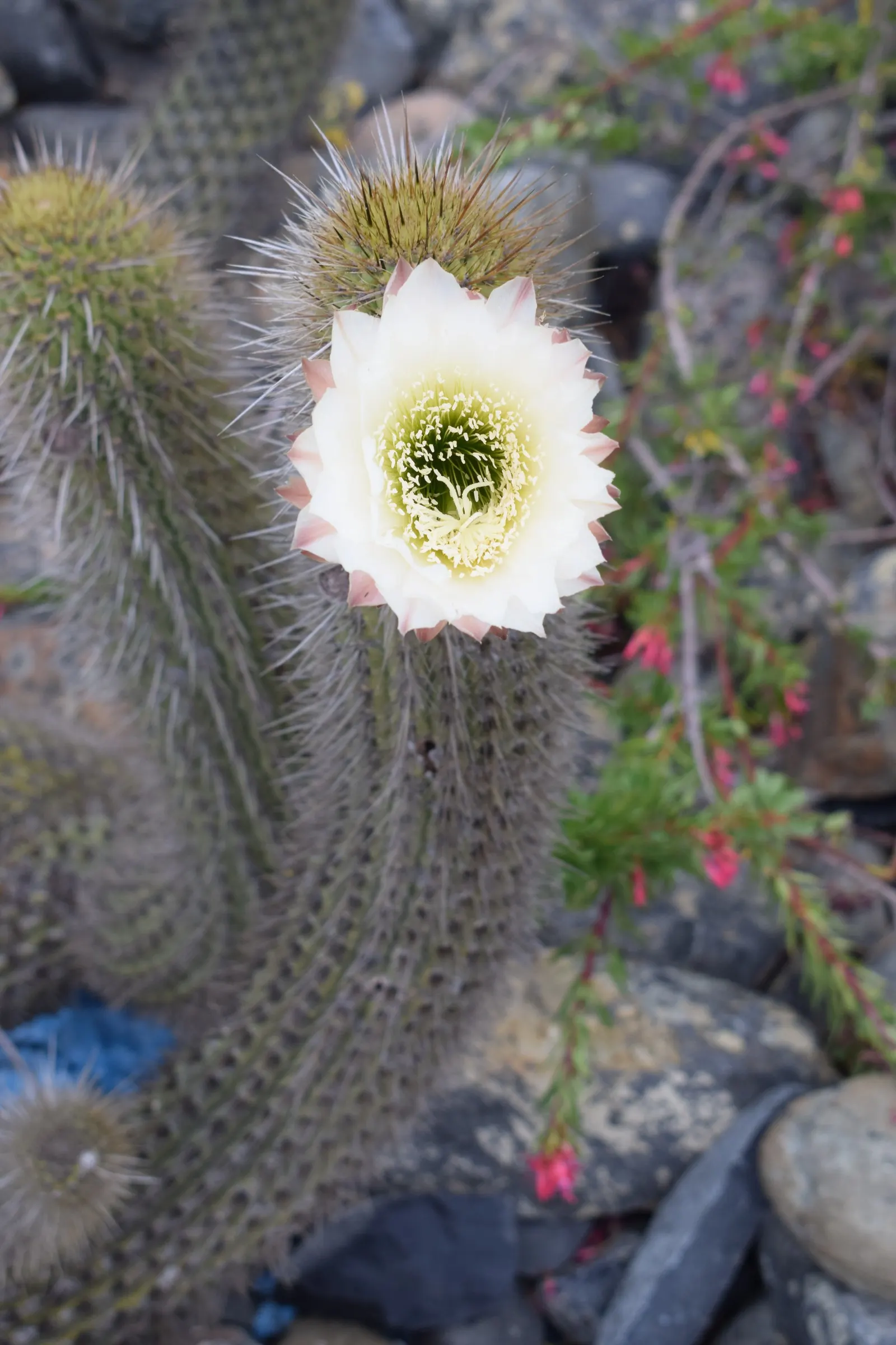 Easter Lily Cactus (Echinopsis Hybrid) — An intriguing feature of this cactus is its remarkably showy flowers that bloom brilliantly; they require, image 65
