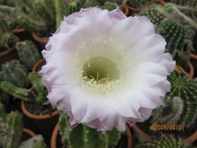 Easter Lily Cactus (Echinopsis Hybrid) — The Easter Lily Cactus (Echinopsis hybrid) is a prized perennial for arid landscapes; they require full, image 57