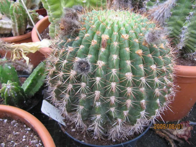 Easter Lily Cactus (Echinopsis Hybrid) — presents itself as a striking and particularly hardy specimen