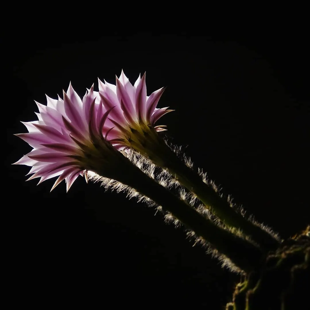 Easter Lily Cactus (Echinopsis Hybrid) — presents itself as a striking and particularly hardy specimen; these cacti require well-draining soil