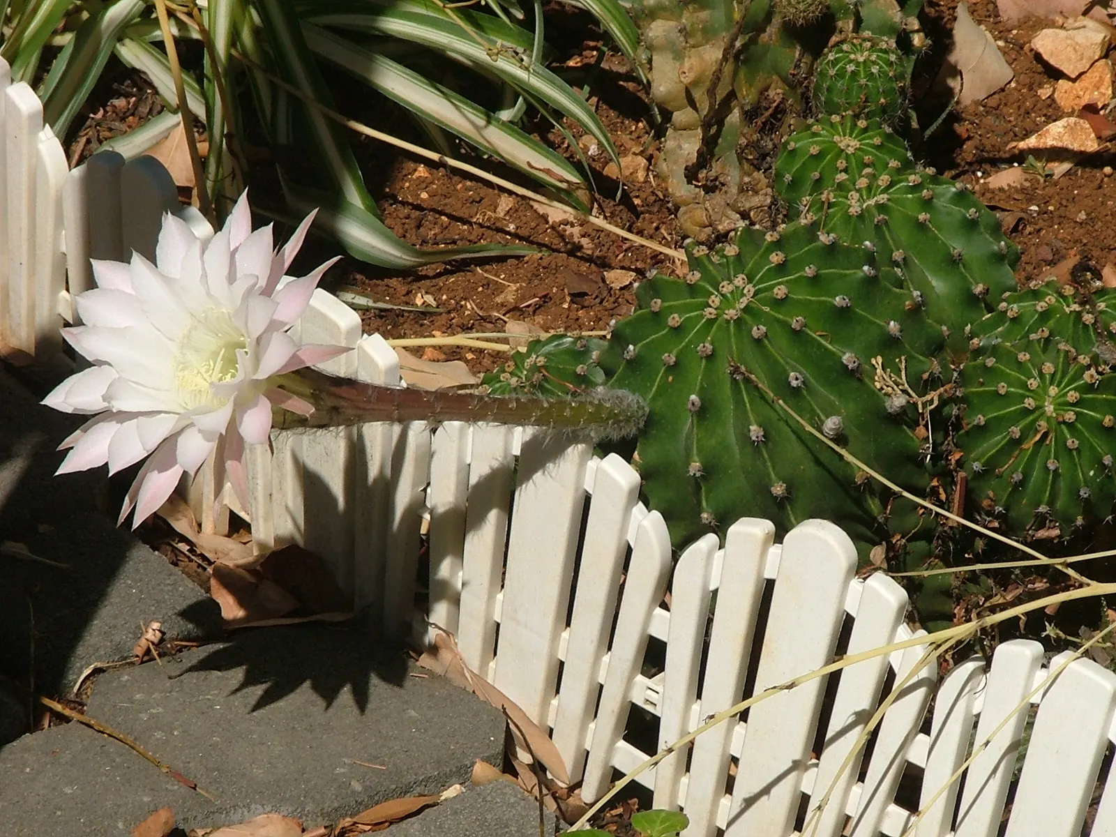 Easter Lily Cactus (Echinopsis Hybrid) — bringing a yearly spectacle of floral beauty to the warmer month landscapes