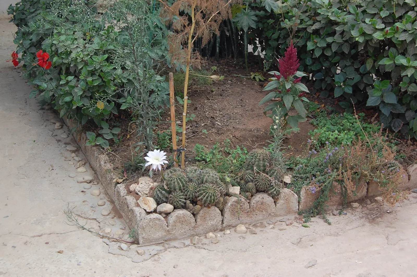 Easter Lily Cactus (Echinopsis Hybrid) — They require full sun, minimal water, and thrive in well-draining soil; bringing a yearly spectacle of, image 60