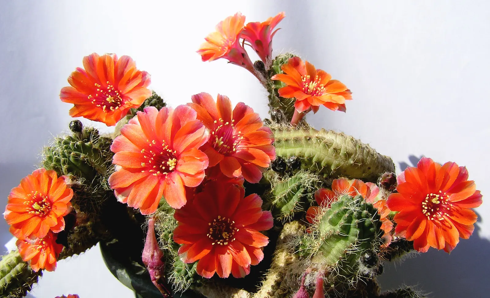 Easter Lily Cactus (Echinopsis Hybrid) — but it should be protected from frost to avoid damage.<br><br>For clients seeking a dazzling; each blossom, image 78