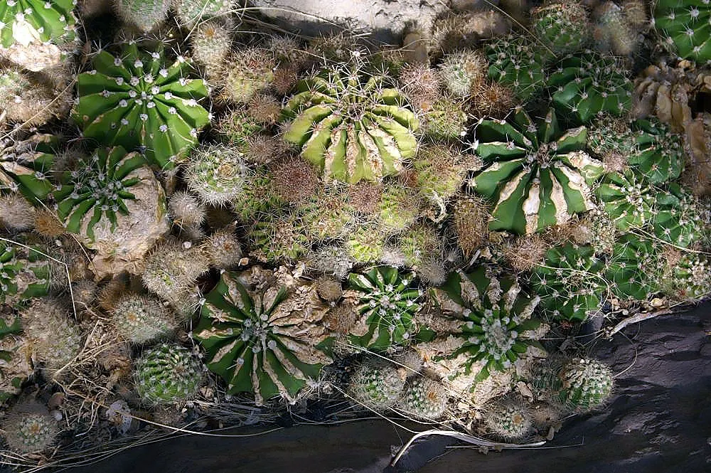 Easter Lily Cactus (Echinopsis Hybrid) — Frequency will depend on the climate, with less water required in cooler or cloudier regions; bringing a yearly
