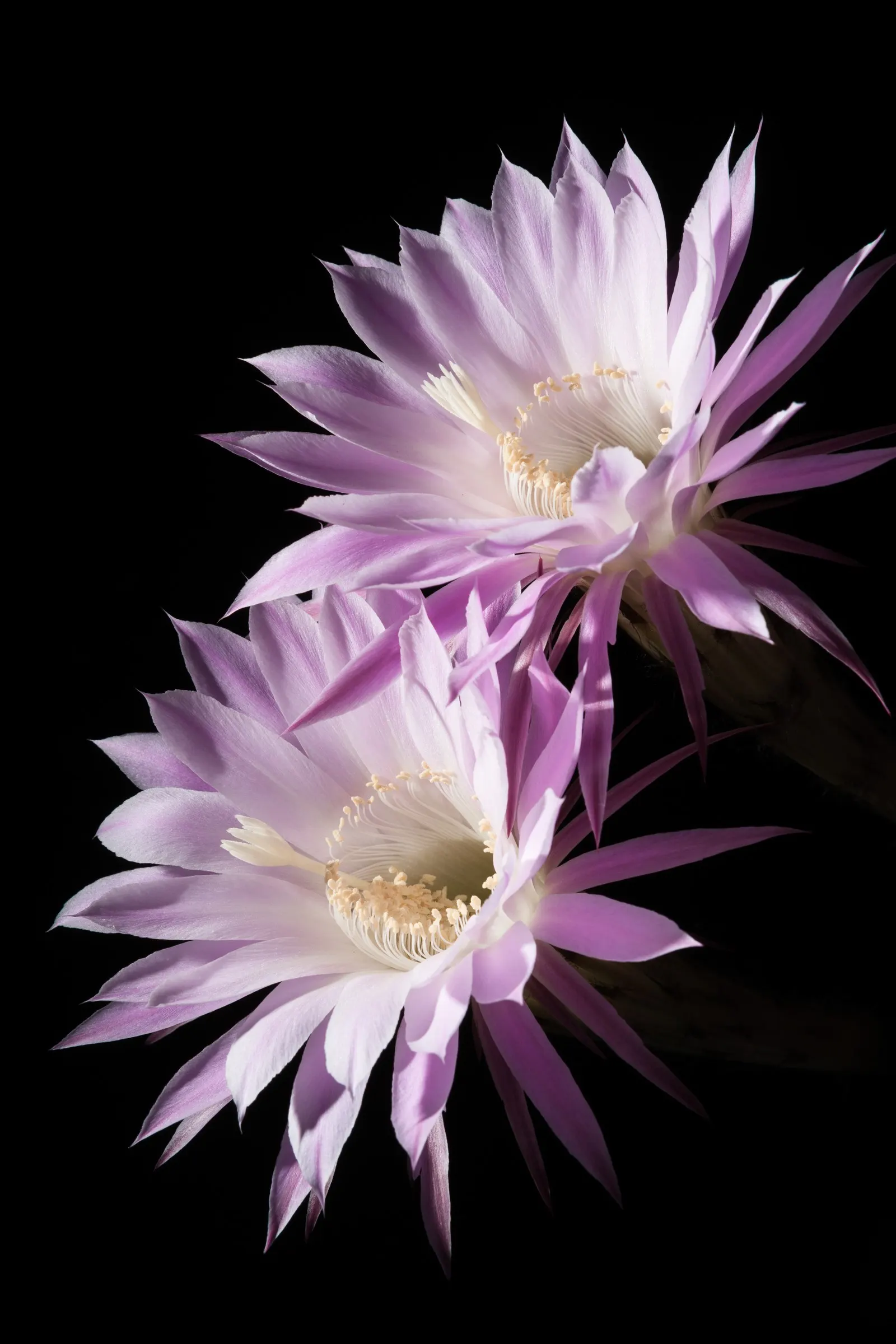 Easter Lily Cactus (Echinopsis Hybrid) — funnel-shaped flowers blooming in spring to summer