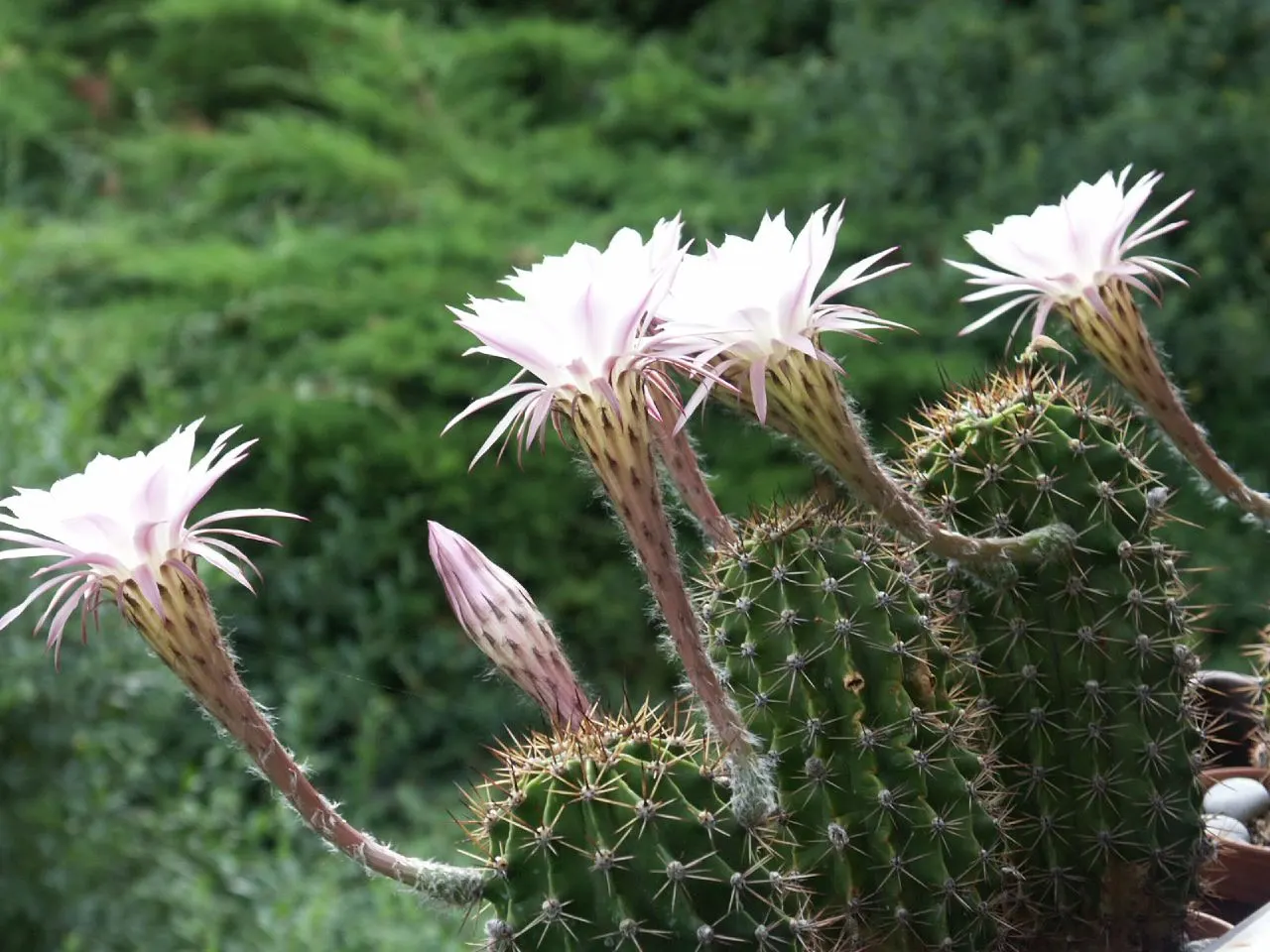 Easter Lily Cactus (Echinopsis Hybrid) — the Easter Lily Cactus offers a spectacular and enduring presence with minimal care; bringing a yearly, image 80