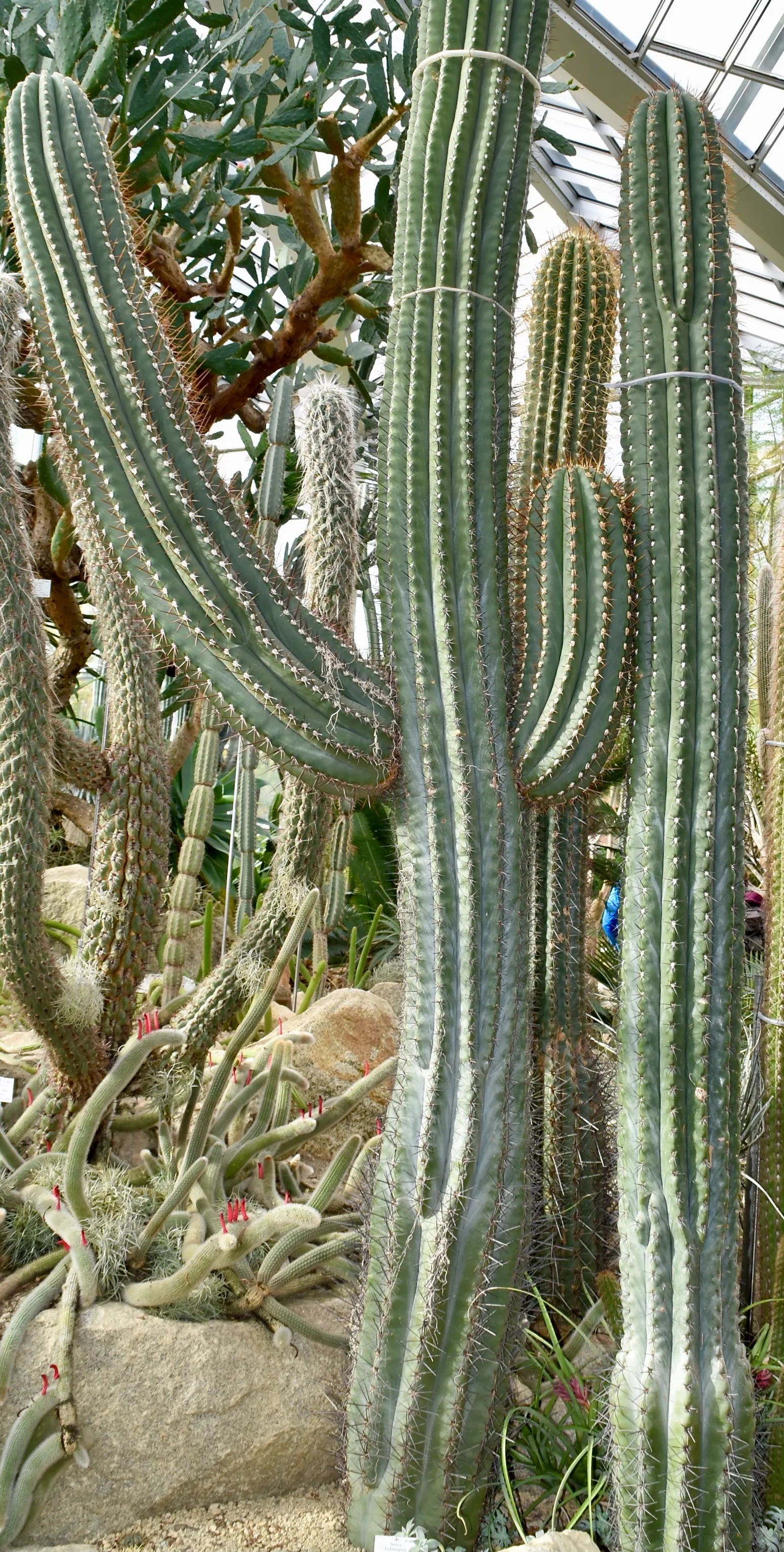 Easter Lily Cactus (Echinopsis Hybrid) — wherein the soil is allowed to completely dry out between waterings; these cacti require well-draining soil, image 75